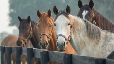 Canada Horses death