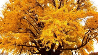 South Korea's 860-year-old most beautiful tree