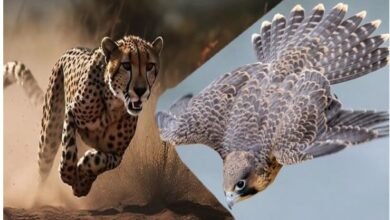 Which Is The Fastest Bird In The World?