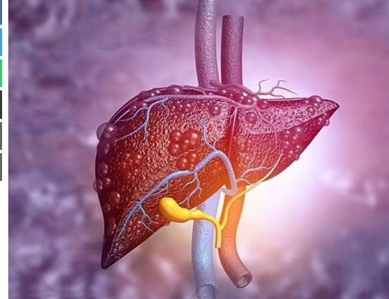 A New Treatment To Protect The Liver From Deadly Diseases Is Ready