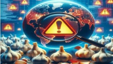 Declaring Chinese Garlic As A Threat To National Security, The American Senator Demands An Investigation