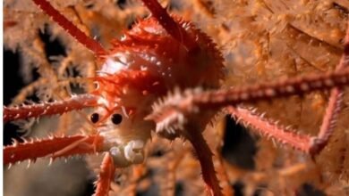 More Than 100 New Aquatic Life Discovered In The Sea Of Chile
