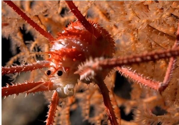 More Than 100 New Aquatic Life Discovered In The Sea Of Chile