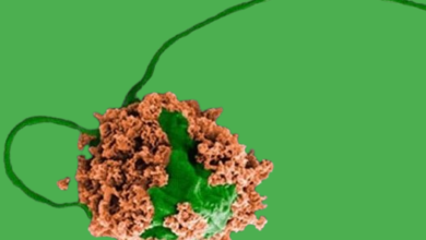 Microbots That Will Go Into The Lungs And Treat Cancer