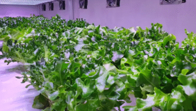 Ottawa Mission s new step Innovative project to grow fresh vegetables for the homeless