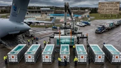Beluga whales being transported from Marineland Canada to a marine facility in Texas during the 2026 relocation program.