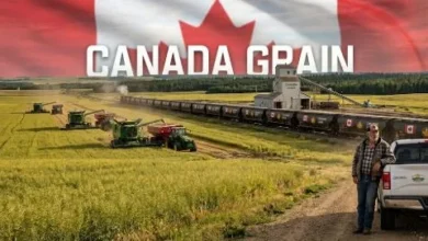 Canadian farmer using drone technology in an agricultural field