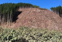 Canadian forestry industry affected by US tariffs