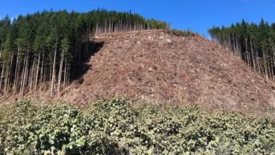 Canadian forestry industry affected by US tariffs