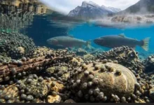 Westslope Cutthroat Trout returning to Hidden Lake in Banff National Park
