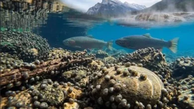Westslope Cutthroat Trout returning to Hidden Lake in Banff National Park
