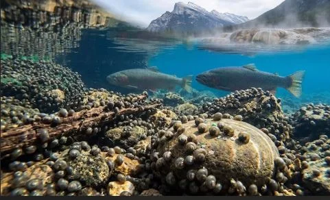 Westslope Cutthroat Trout returning to Hidden Lake in Banff National Park