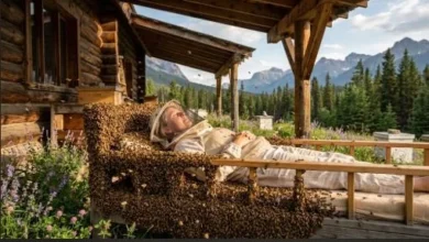 bee bed therapy with honeybees in Ontario Canada
