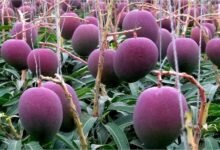 A premium Japanese Miyazaki mango displayed after selling for more than $2,400 per kilogram due to its rarity and exceptional quality.