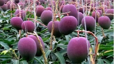 A premium Japanese Miyazaki mango displayed after selling for more than $2,400 per kilogram due to its rarity and exceptional quality.